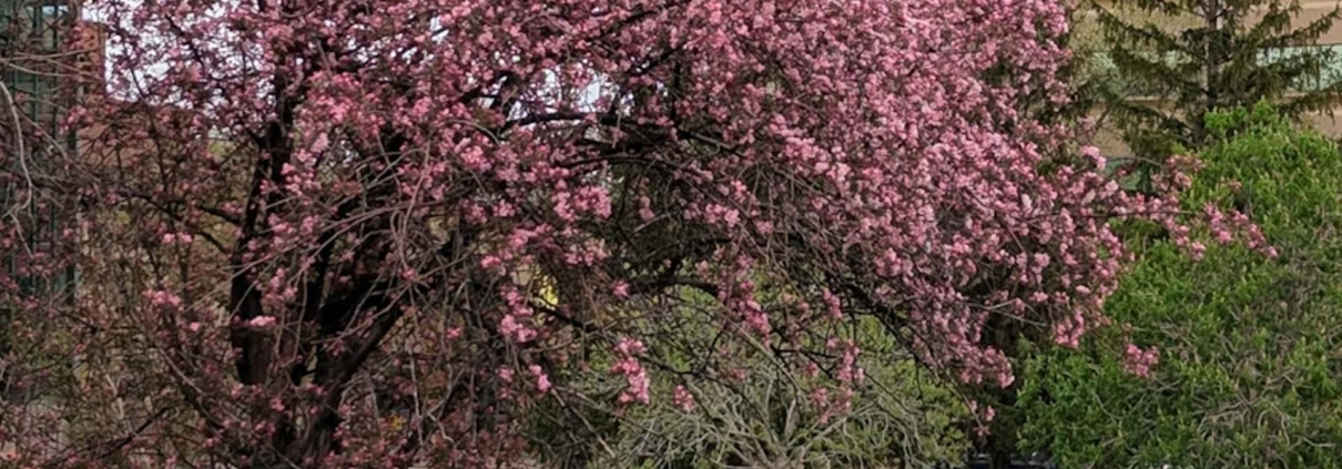 selling downtown edmonton spring market